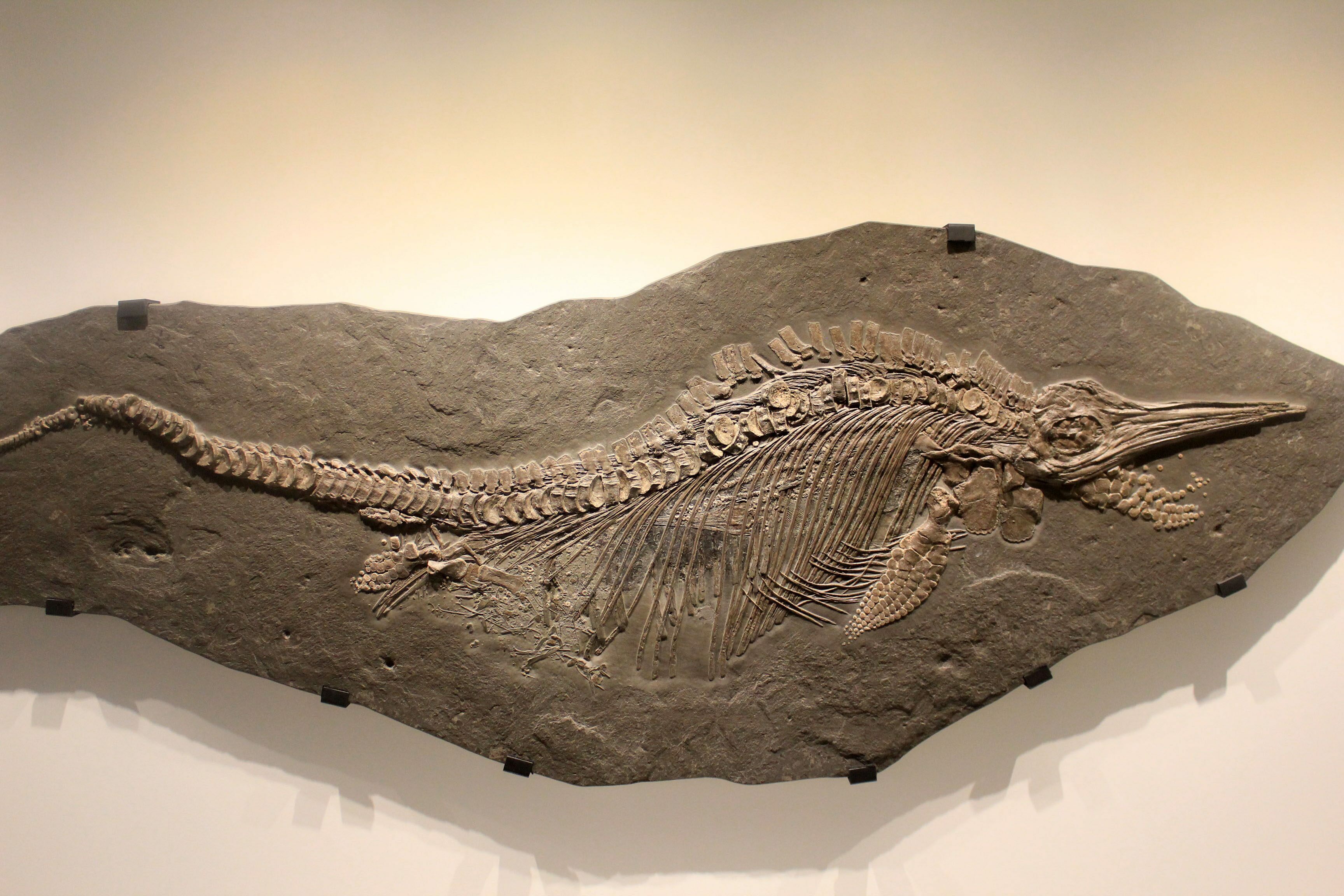 ichthyosaur-fossils-for-sale-fossilera
