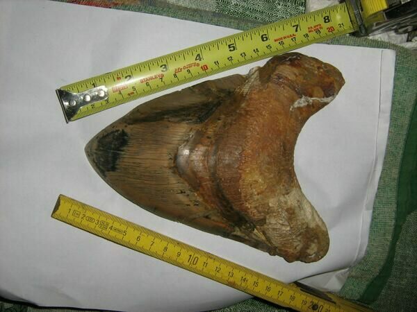 largest-megalodon-tooth.jpg