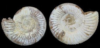 2" Perisphinctes Ammonites Fossils - Madagascar