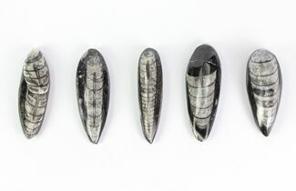 1 1/2 - 2" Polished Orthoceras Fossil - Morocco