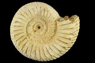 1" Perisphinctes Ammonite Fossils - Madagascar