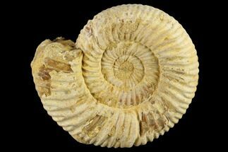 1 1/2" Perisphinctes Ammonite Fossils - Madagascar