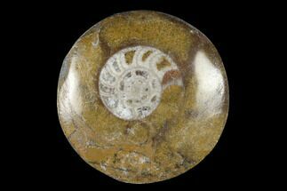 1 to 2” Polished Fossil Goniatite "Buttons"