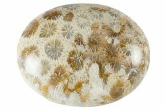 Fossil Coral Pocket Stones From Indonesia - 1.9" Size