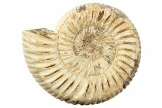 1 3/4" Polished Perisphinctes Ammonite Fossils - Madagascar