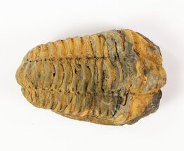 3"+ XL Calymene Trilobite Fossils