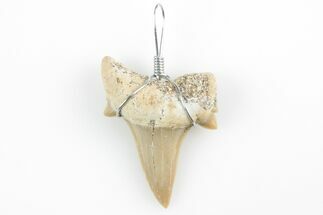 .75" to 1.25" Wire Wrapped Shark Tooth Pendant - Morocco
