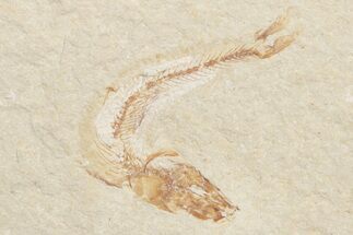 Small Cretaceous Fossil Fish - Lebanon