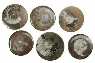 2 1/2"+ Polished, Fossil Goniatite Button