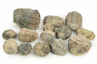 Bargain Phacopid Trilobite Fossils