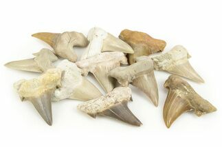 2"+ Fossil Shark Teeth (Otodus) - Khouribga, Morocco