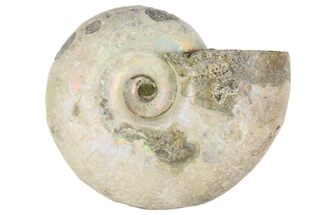 1 1/4" Silver Iridescent Ammonite Fossils