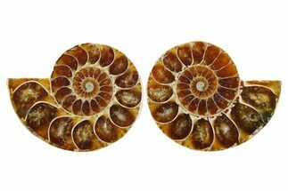 Cut & Polished Ammonite Fossils - 1 1/4" Size