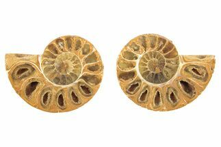 Orange, Jurassic-Aged Cut & Polished Ammonite Fossils - 1 1/4 to 1 1/2"
