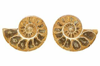 Orange, Jurassic-AgedCut & Polished Ammonite Fossils - 1 1/2 to 2"