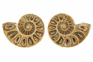 Orange, Jurassic-AgedCut & Polished Ammonite Fossils - 2 to 2 1/2"