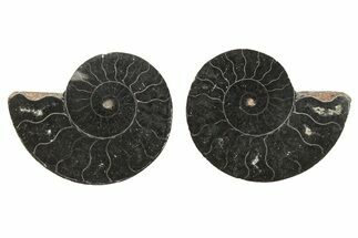 Black, Cut & Polished, Ammonite Fossils - 2 to 2 1/2" Size