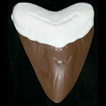 Milk Chocolate Megalodon Shark Tooth