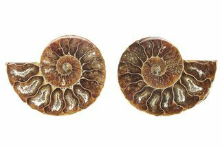 Cut & Polished Agatized Ammonite Fossils - 2 to 2 1/2" Size