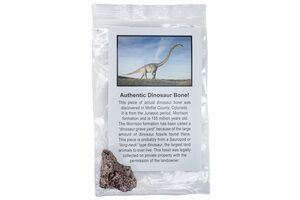 Bulk fossils for online sale