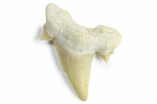 3/4 to 1" Fossil Otodus Shark Teeth - Khouribga, Morocco