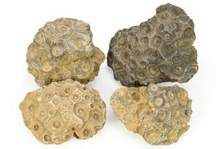 Rough Fossil Coral (Actinocyathus) From Morocco - 3" to 4"