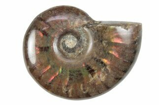 1 to 1 1/4" Flashy Red Iridescent Ammonite Fossil