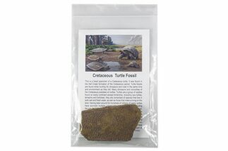 Cretaceous Fossil Turtle Shell Section - Hell Creek Formation