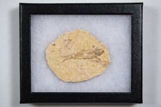 Knightia Fossil Fish From Wyoming with Display Case - 2 to 2 1/2"