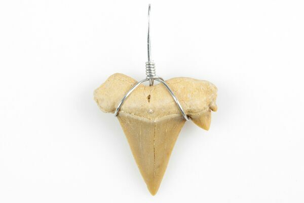 .75 to 1.25 Wire Wrapped Shark Tooth Pendant - Morocco