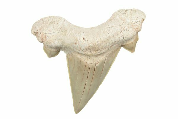 2+ Fossil Shark Teeth (Otodus) - Khouribga, Morocco For Sale