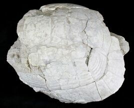 Fossil Tortoise (Stylemys) - Wyoming #22792