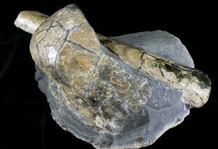 Baculites in Concretion With Giant Clam - South Dakota #22798