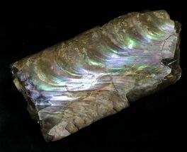 Brilliantly Iridescent, Baculites Section - South Dakota #22800