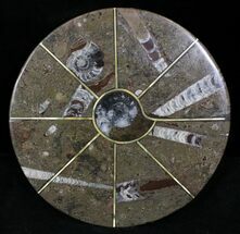 Fossil Goniatite & Orthoceras Tray/Platter #22854