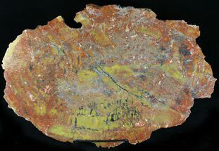 Gorgeous Arizona Petrified Wood Slab - #22973