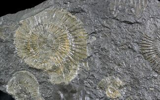 Dactylioceras Ammonites - Posidonia Shale #23112