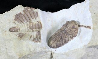 Kainops Trilobite With Huntonia Tail #23111