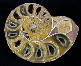 Sliced Phylloceras Ammonite (Half) - #23202