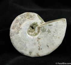 Iridescent Desmoceras latidorsatum Ammonite Fossil #415
