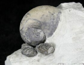 Silurial Gastropod (Platyostoma) + Brachiopods, Indiana #23278