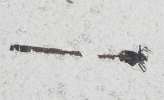 Fossil Damselfly - Green River Formation, Wyoming #23299