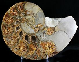 Rare Argonauticeras Ammonite - Amber Colored Crystals #23357