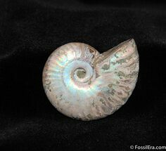 Iridescent Cleoniceras Ammonite Fossil #418