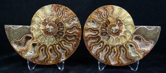 Beautiful Inch Cleoniceras Ammonite #3336