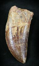 Carcharodontosaurus Tooth - Partial Root #23372