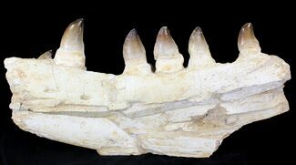 Large Mosasaur (Prognathodon) Jaw Section - #23440