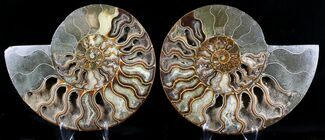 Large Cut And Polished Ammonite - Agatized #23620