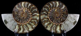 Large Inch Cut And Polished Ammonite #23621
