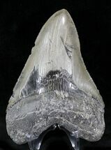 Fossil Megalodon Tooth - Feeding Damage #23682